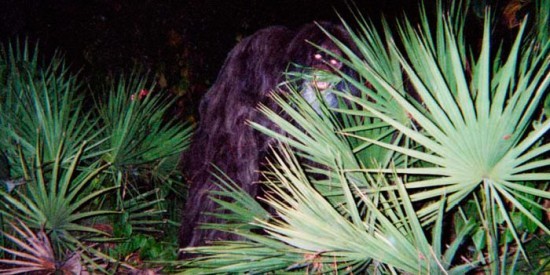 Skunk Ape Most Mysterious Pictures