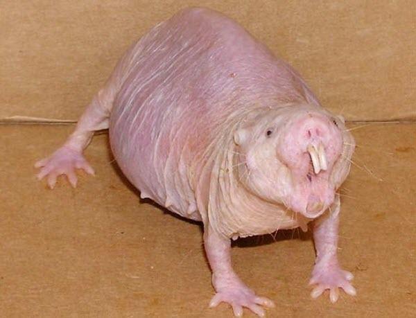 Creepy Animals