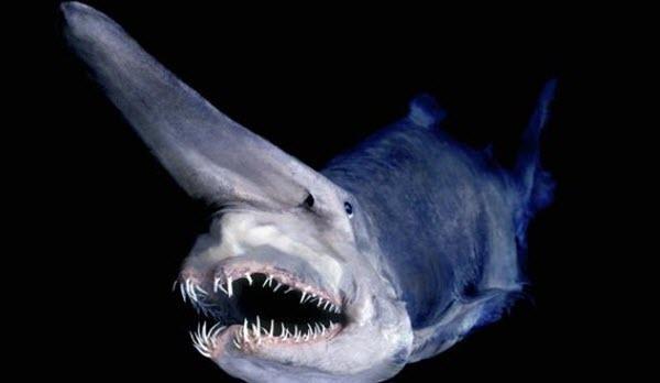 Terrifying Animals