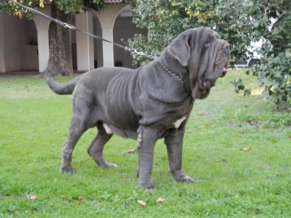 Largest Dog Breeds