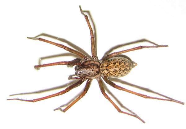 Hobo Spider