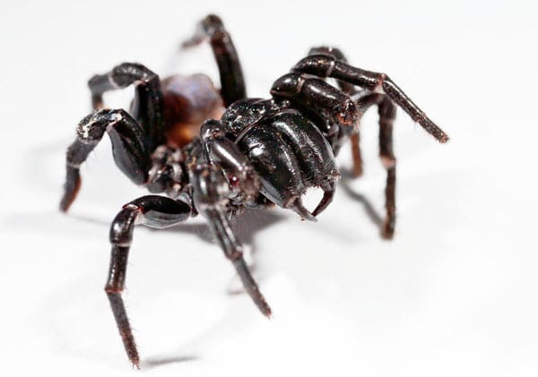Creepy and Dangerous Spiders