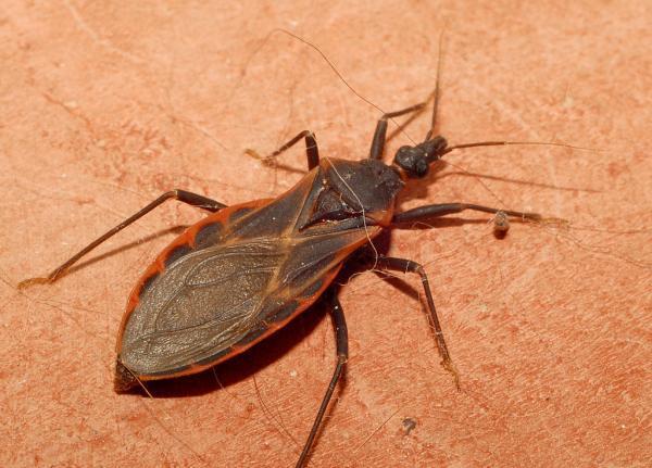 Kissing Bugs Killer Insects