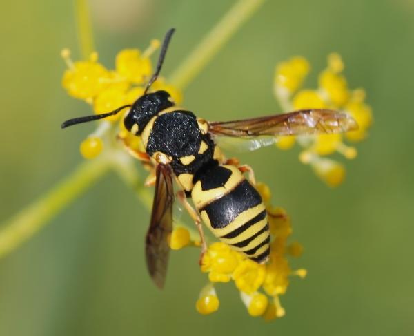 Wasps Killer Insects