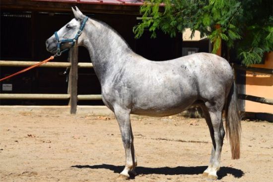 Andalusian Beautiful Horses