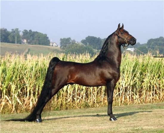 Morgan Beautiful Horses