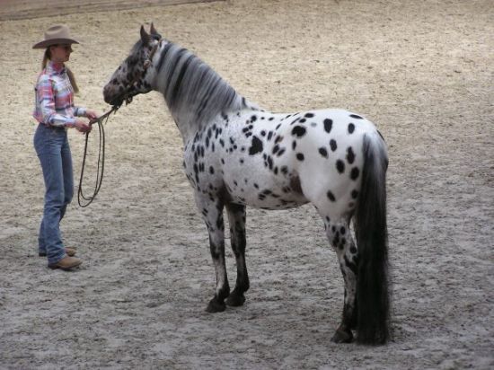 Appaloosa Beautiful Horses