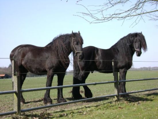 Friesian Beautiful Horses