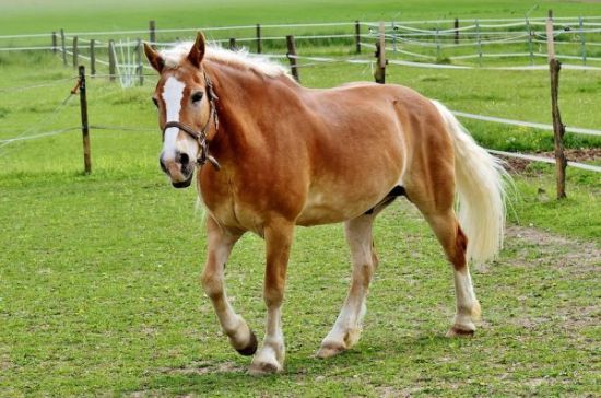 Haflinger Beautiful Horses