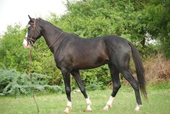 Marwari Beautiful Horses