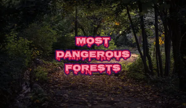 Most Dangerous Forests in the World