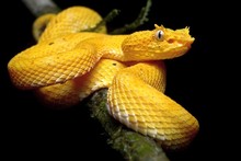 Beautiful Snakes Beautiful Snakes