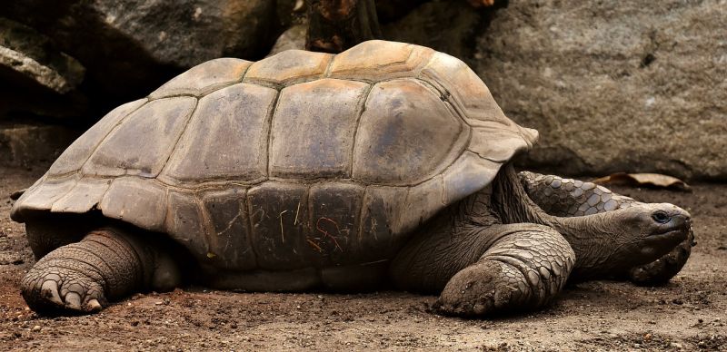 Galapagos Giant Tortoise