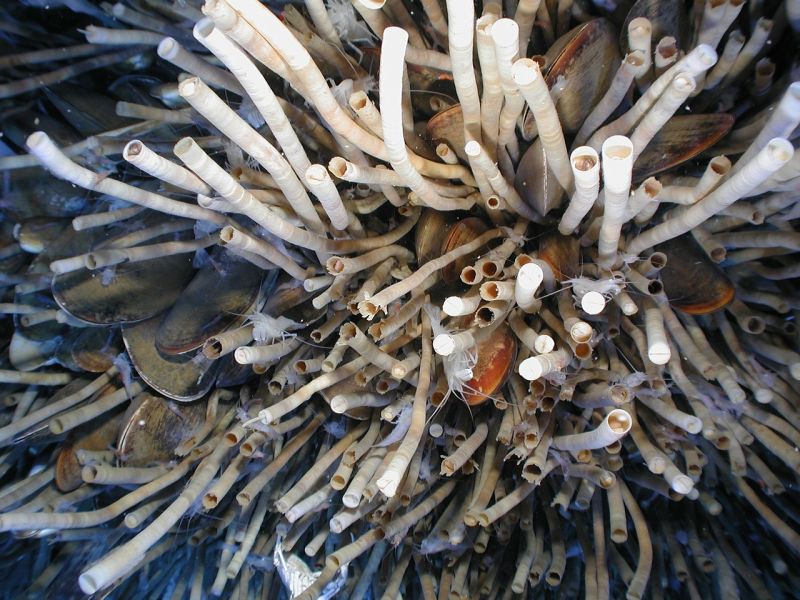 Tubeworms Longest Living Animals