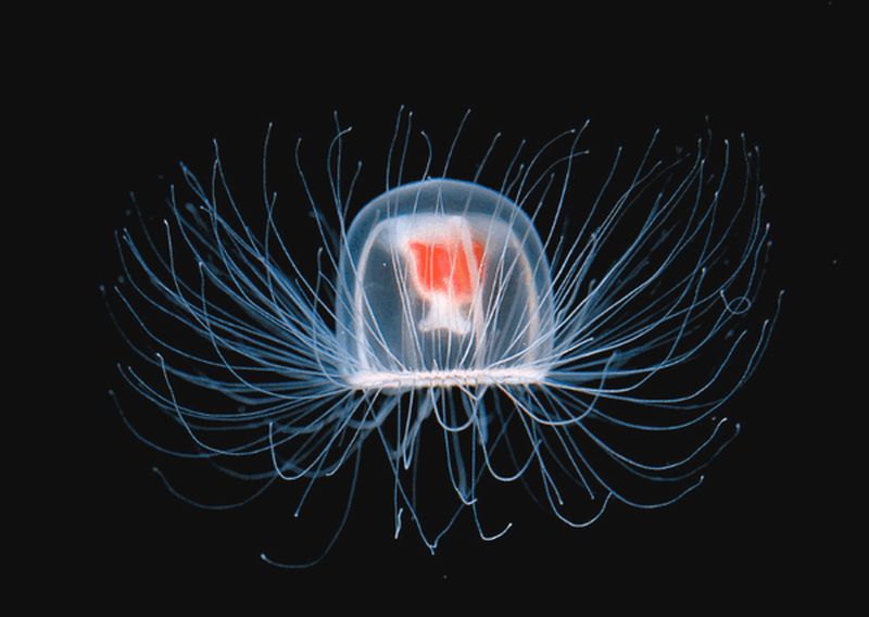 Turritopsis Nutricula Jellyfish