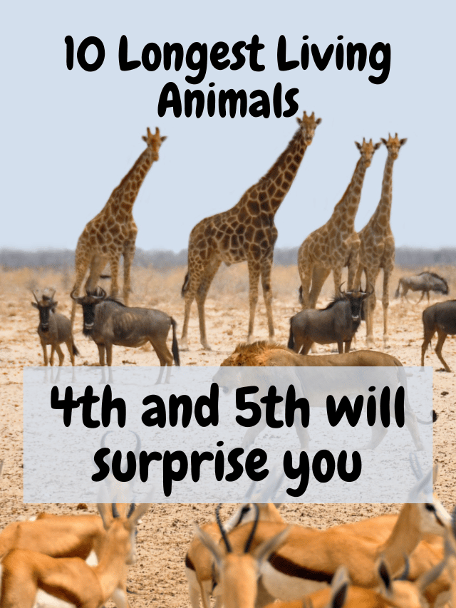 Top 10 Longest Living Animals on Earth